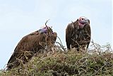 Lappet-faced Vulture